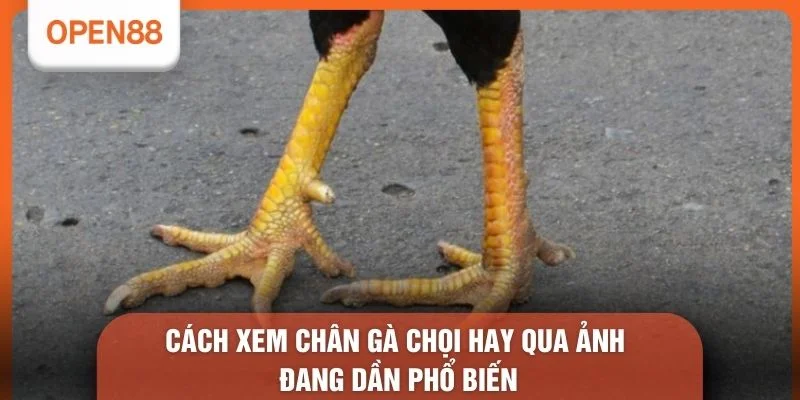 Cách xem chân gà chọi hay qua ảnh đang dần phổ biến