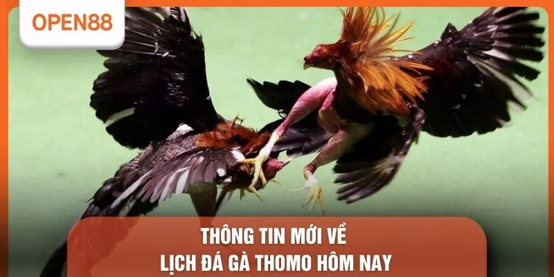 Lịch Đá Gà Thomo Hôm Nay - 03 Địa Chỉ Theo Dõi Chuẩn 1 Thông tin mới về Lịch đá gà Thomo hôm nay